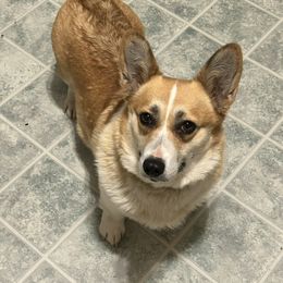 Junebug - Red female Pembroke Welsh Corgi puppy in Maupin, Oregon from Bailey Nannini