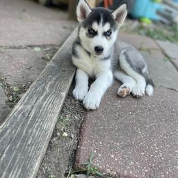 Siberian Husky Puppies from Husky Love and Pups