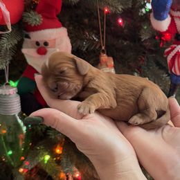 Daisy Girl 1 - Cavalier King Charles Spaniel puppy from Melissa's East End Cavaliers
