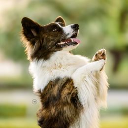 Riptide - Cardigan Welsh Corgi