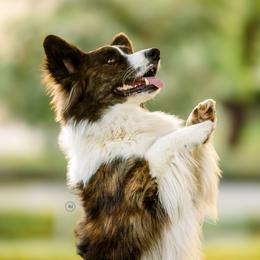 Riptide - Cardigan Welsh Corgi