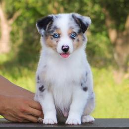 Buster - Blue merle male Miniature American Shepherd puppy in Palacios, Texas from Coastal’s Miniature American Shepherds