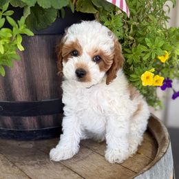 Bear - Green Collar - Blenheim male Cavapoo puppy in South Jordan, Utah from Simply Sweet Paws. LLC