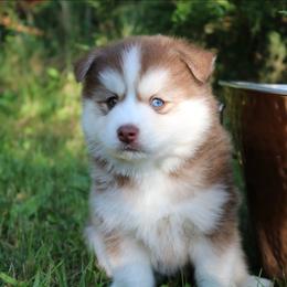 Alder - Red and white male Pomsky puppy in Missouri from Husky Hill Kennel