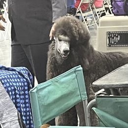 Grayson - Poodle