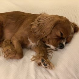 Cavalier King Charles Spaniel Puppies from Brentmoor Cavaliers