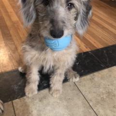 Aussiedoodle, Bordoodle, and Goldendoodle Puppies from Korbella Farm