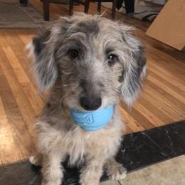 Aussiedoodle, Bordoodle, and Goldendoodle Puppies from Korbella Farm