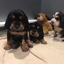 Otterhound Puppies from Blue Fairy Otterhounds