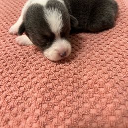 PJ2 Girl - Blue Pembroke Welsh Corgi puppy in Dickinson, Texas from Gulf Coast Corgis