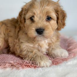 Morpheus - Golden male Cockapoo puppy in Pledger, Texas from Sugarbear Cockapoos