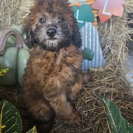 Goldendoodle Puppies from We R Mini Doodles