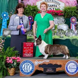 Day - Cardigan Welsh Corgi