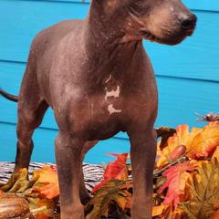 American Hairless Terriers from Bellridge American Hairless Terriers