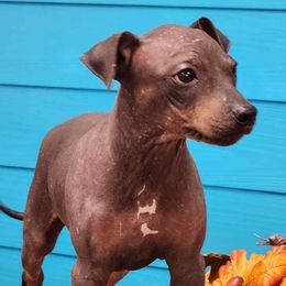 American Hairless Terriers from Bellridge American Hairless Terriers