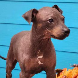 American Hairless Terriers from Bellridge American Hairless Terriers