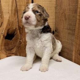 Girl 2 - Red merle female Aussiedoodle puppy in Lavonia, Georgia from H & A Kennels