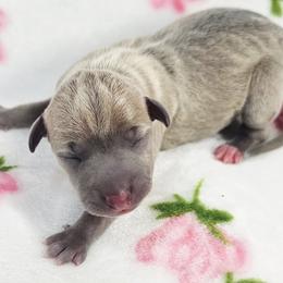 Banger - Blue fawn male Italian Greyhound puppy in Cadwell, Georgia from All The DoDa Day Italian Greyhounds