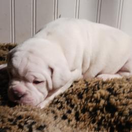 Boy 1 - White male Olde English Bulldogge puppy in Evanston, Illinois from Blue Knob OEB's