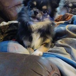 Tarot - Chihuahua