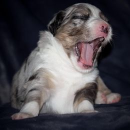 Miniature Australian Shepherd Puppies from Sand Dollar Aussies