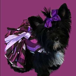 Birdie - Yorkshire Terrier