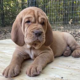 Dolly - Red female Bloodhound puppy in Pelahatchie, Mississippi from Rays Of Sunshine Bloodhounds