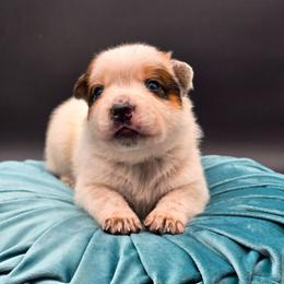 (Red) Cowboy - Red speckled male Australian Cattle Dog puppy in Burleson, Texas from Bluebonnet Heelers