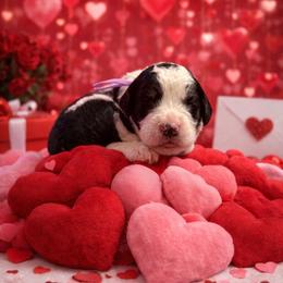 Purple collar - Black and white female Sheepadoodle puppy in Inman, South Carolina from Mossy Doodles LLC
