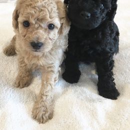Maltipoo and Poodle Puppies from Toy Poodle & Maltipoo Maui