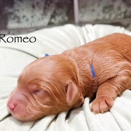 Romeo - Red  male Goldendoodle puppy in Pasco, Washington from Camp Doodle Woods