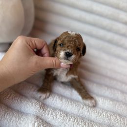 Nalu - Red  male Poodle puppy in Miami, Florida from Sakura Poodles