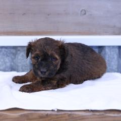 Joey - Red male Whoodle puppy in West Bend, Iowa from Blue Skies Terriers