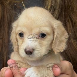 Mr. Green-2800 - Cream male Dachshund puppy in Ocala/Gainesville, Florida from From the Heart Doxies