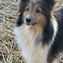 Gigi - Shetland Sheepdog