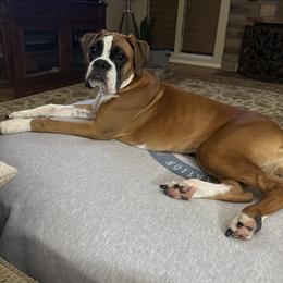 Boxer Puppies from Pawsitively Amazing Boxers LLC