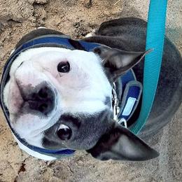 Kingsley - Boston Terrier