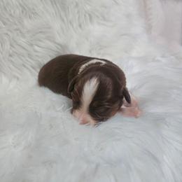 Chai - Red tri-color female Australian Shepherd puppy in California from Skiba Aussies