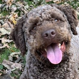Lagotti Romagnoli from Lagotto Amore Breeders