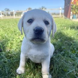 Light Blue - Yellow male Labrador Retriever puppy in Medford, Oregon from Valley View English Labs