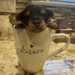 "He’s is definitely a teacup Yorkie male " Poodle and Yorkshire Terrier Puppies from Keystone Poodles