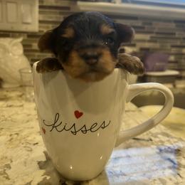"He’s is definitely a teacup Yorkie male " Poodle and Yorkshire Terrier Puppies from Keystone Poodles