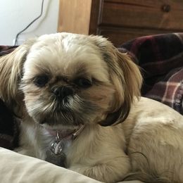Chloe - Shih Tzu