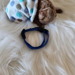 Poodle Puppies from Dusty Lane Ranch