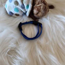 Poodle Puppies from Dusty Lane Ranch
