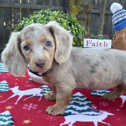 Honey - Dachshund
