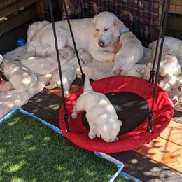 Golden Retriever Puppies from Cruz'n Golden Retrievers