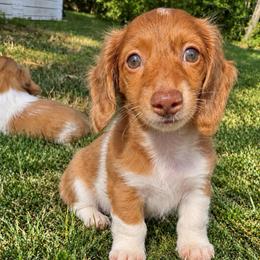 Tot - Dapple female Dachshund puppy in Benson, North Carolina from Queen of Weens Mini Dachshunds
