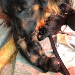 "Changing their "diapers"   k litter, spring 2022" German Shepherd Puppies from Schonwasser Shepherds