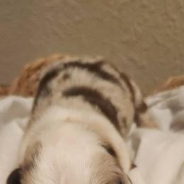 Miniature American Shepherd and Toy Australian Shepherd Puppies from Riverstone Aussies